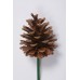 AUSTRIAN PINE CONES  2-3"  BULK- OUT OF STOCK